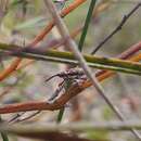 Image of Meriphus guttatus Pascoe 1870