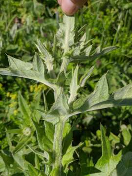 Image of Cirsium laniflorum (M. Bieb.) Fischer