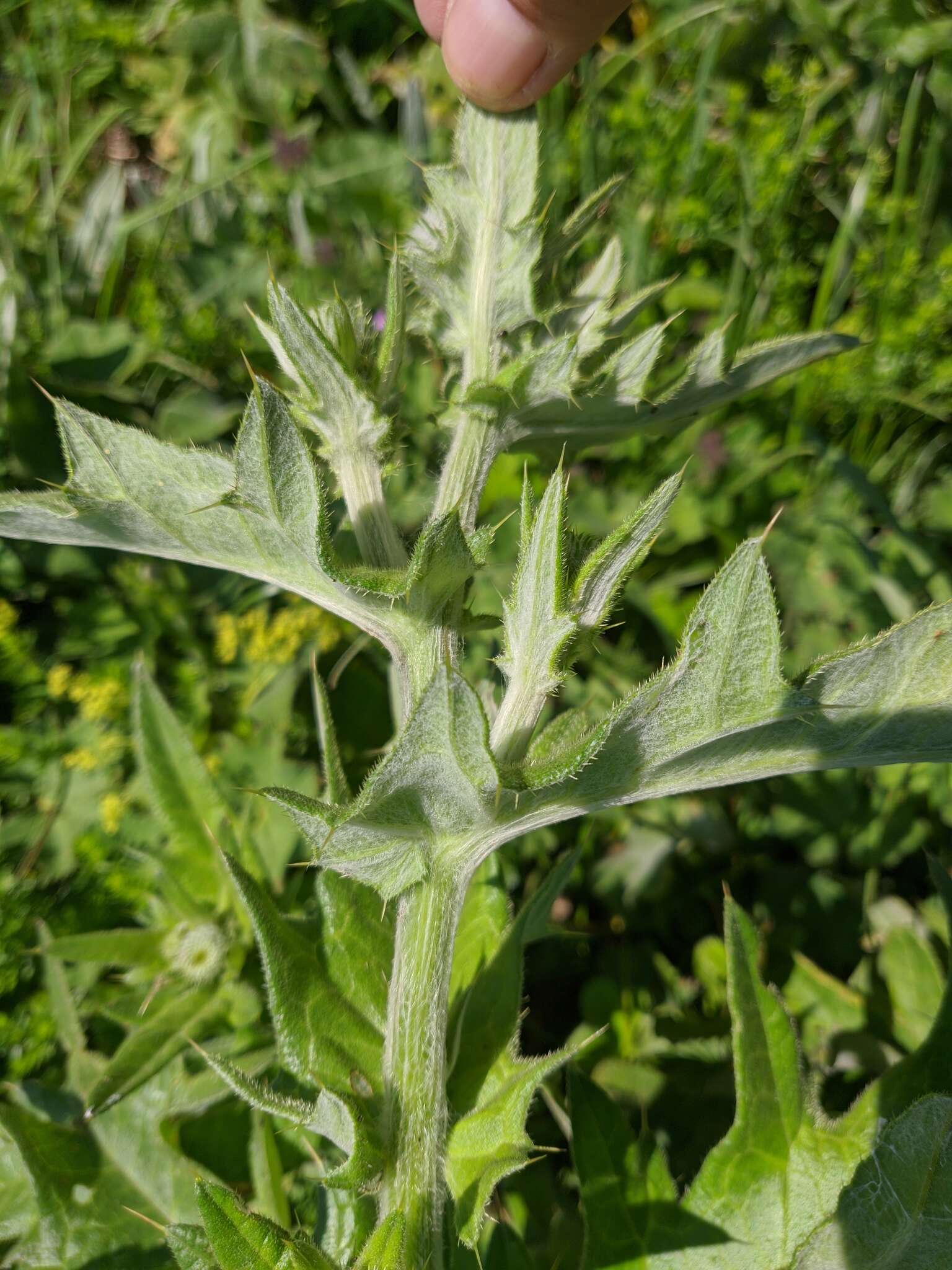 Image of Cirsium laniflorum (M. Bieb.) Fischer