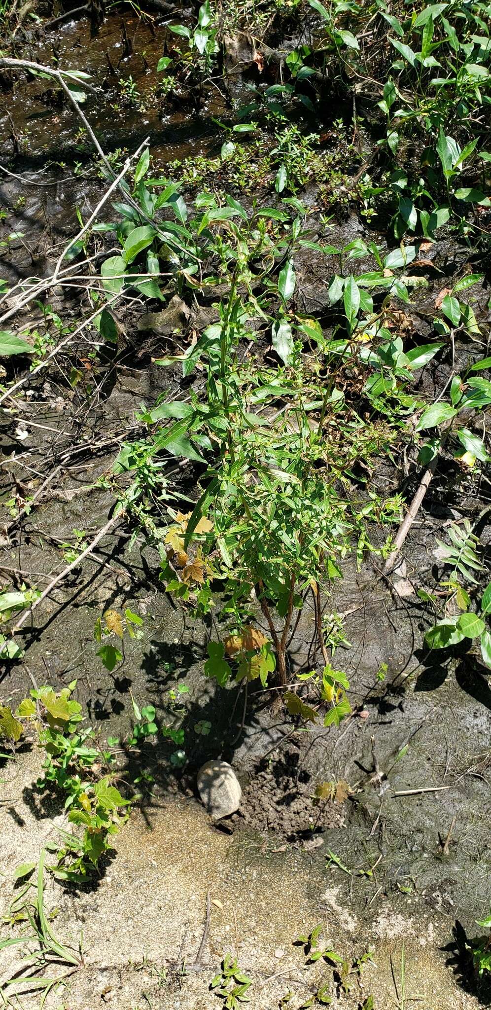 Plancia ëd Marsilea quadrifolia L.