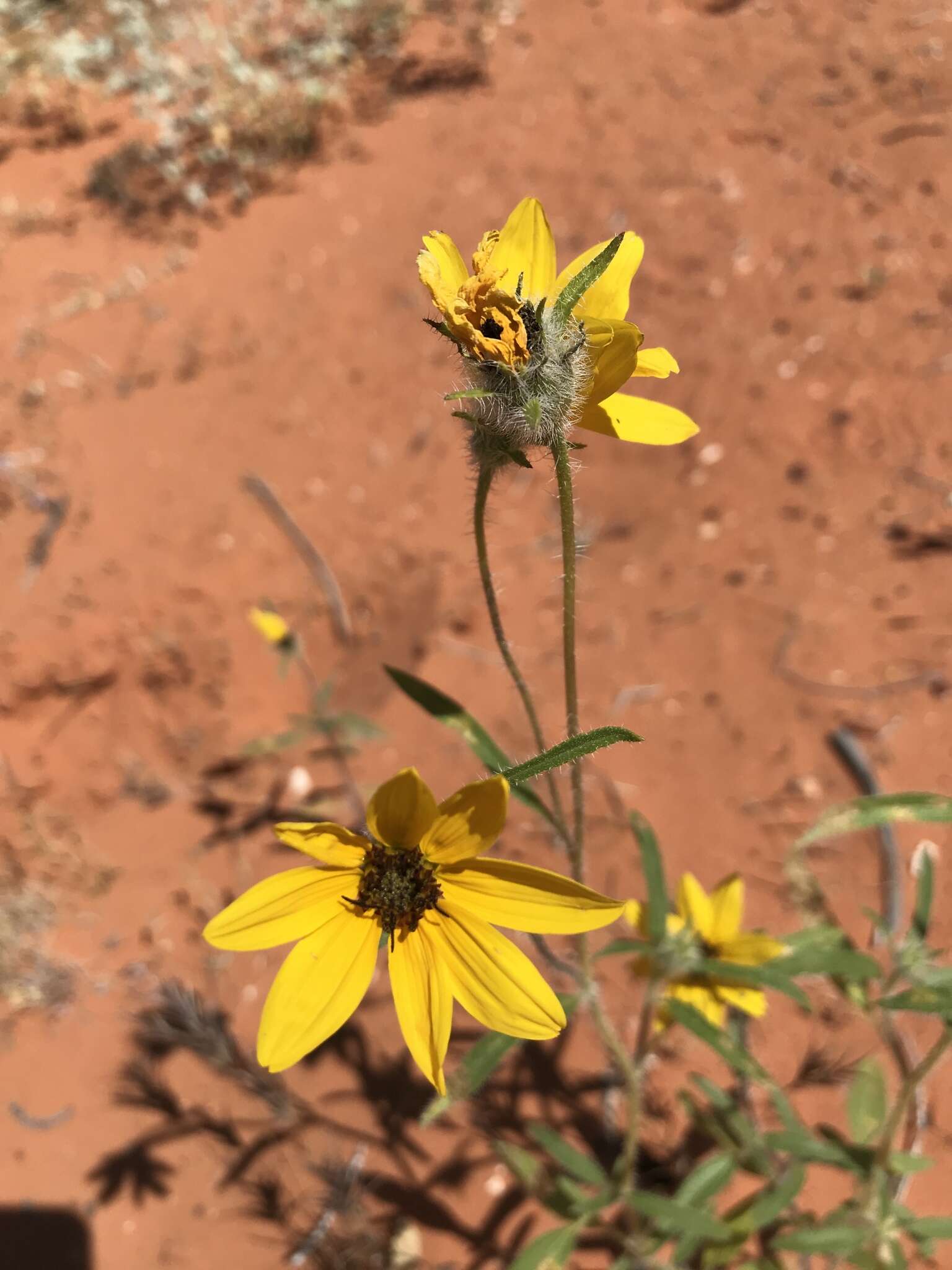 Image of Helianthus deserticola Heiser