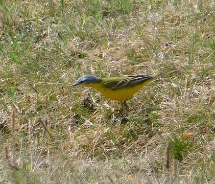 Image of Blueheaded Wagtail