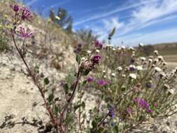 Image of Mojave sand verbena