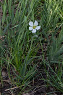 Image of great chickweed