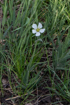 صورة Cerastium maximum L.