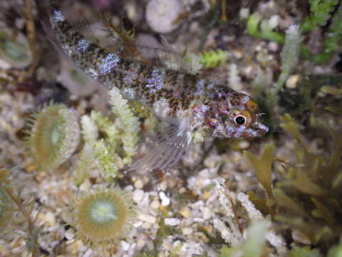 Image of Lord Howe Black-head Triplefin