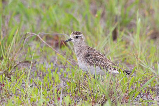 Image of American Golden Plover