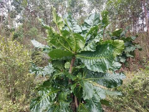 Image de Anthocleista amplexicaulis Baker