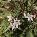 Image of Goatweed