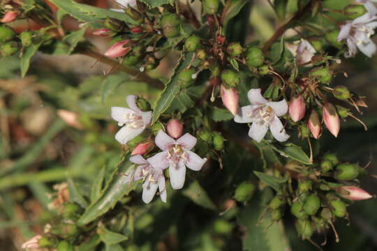 Image de Capraria biflora L.