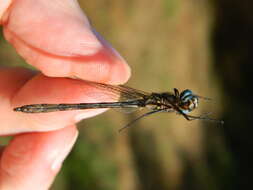 Слика од Macrothemis celeno (Selys ex Sagra 1857)