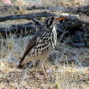 Image of Turdus litsitsirupa pauciguttatus Clancey 1956