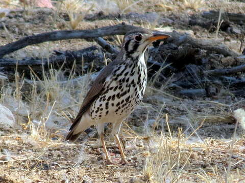 Image of Turdus litsitsirupa pauciguttatus Clancey 1956