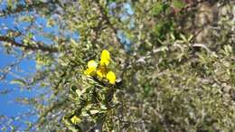 Plancia ëd Senna meridionalis (R. Vig.) Du Puy