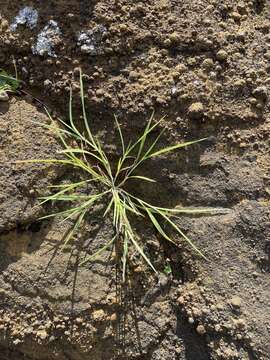 Image de Panicum fauriei Hitchc.