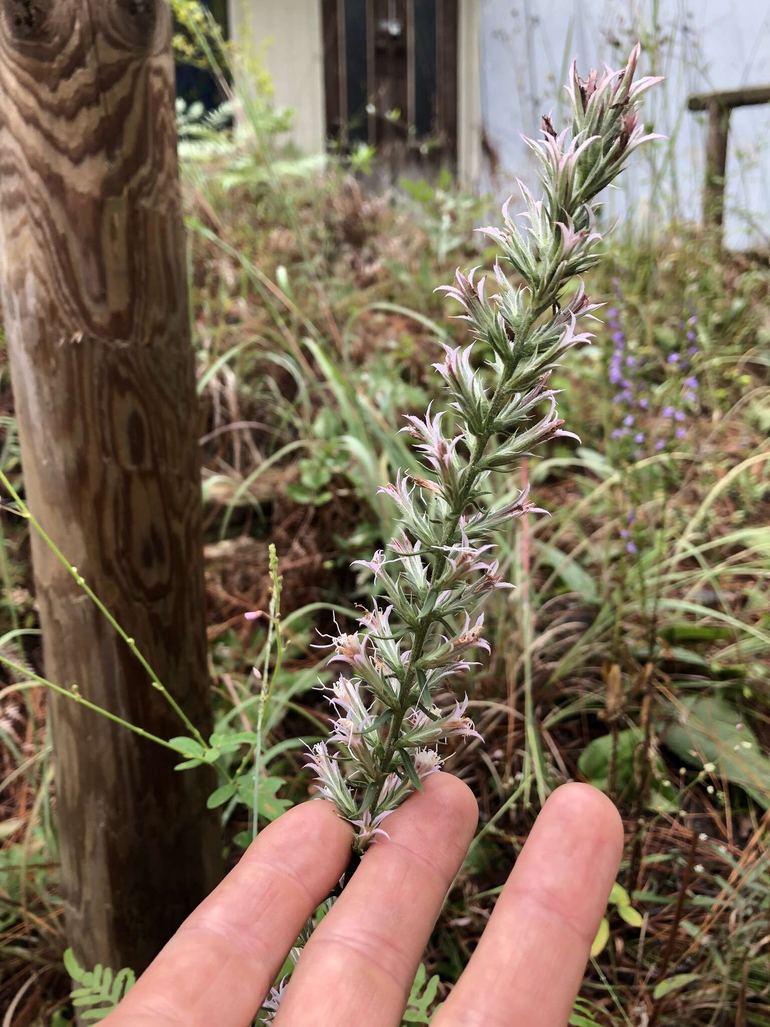 Image of Liatris hesperelegans G. L. Nesom