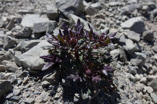 Image of Senecio glaucophyllus Cheesem.