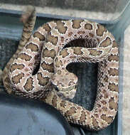 Image of Prairie Rattlesnake