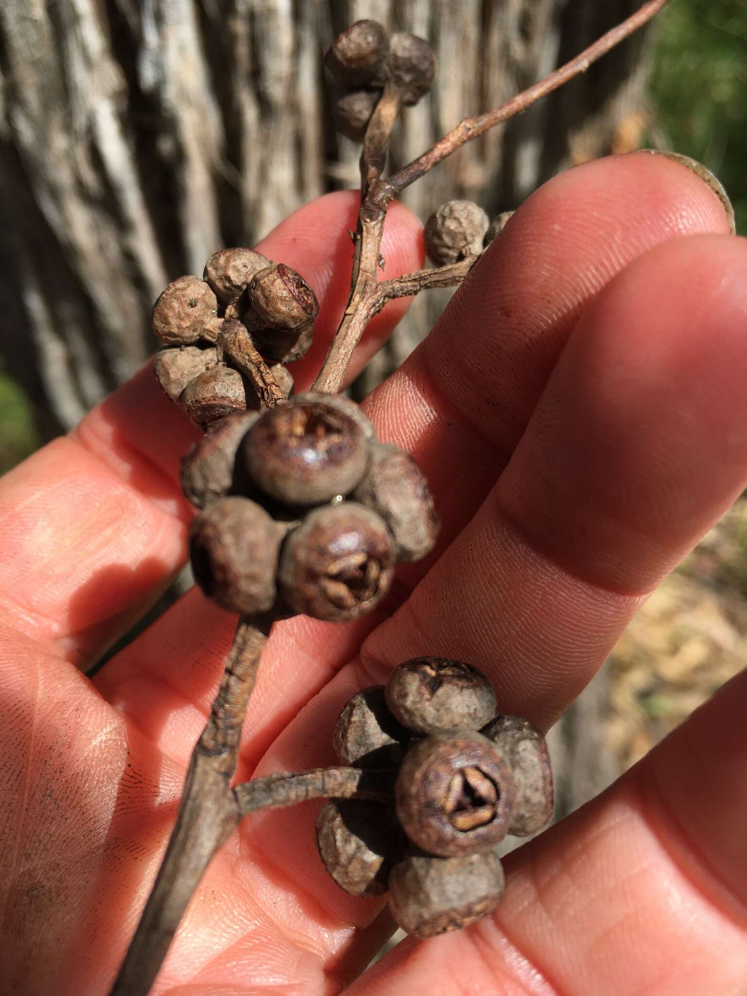 Image of Eucalyptus globoidea Blakely