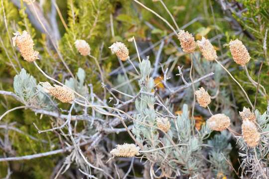 Imagem de Lavandula pedunculata (Mill.) Cav.