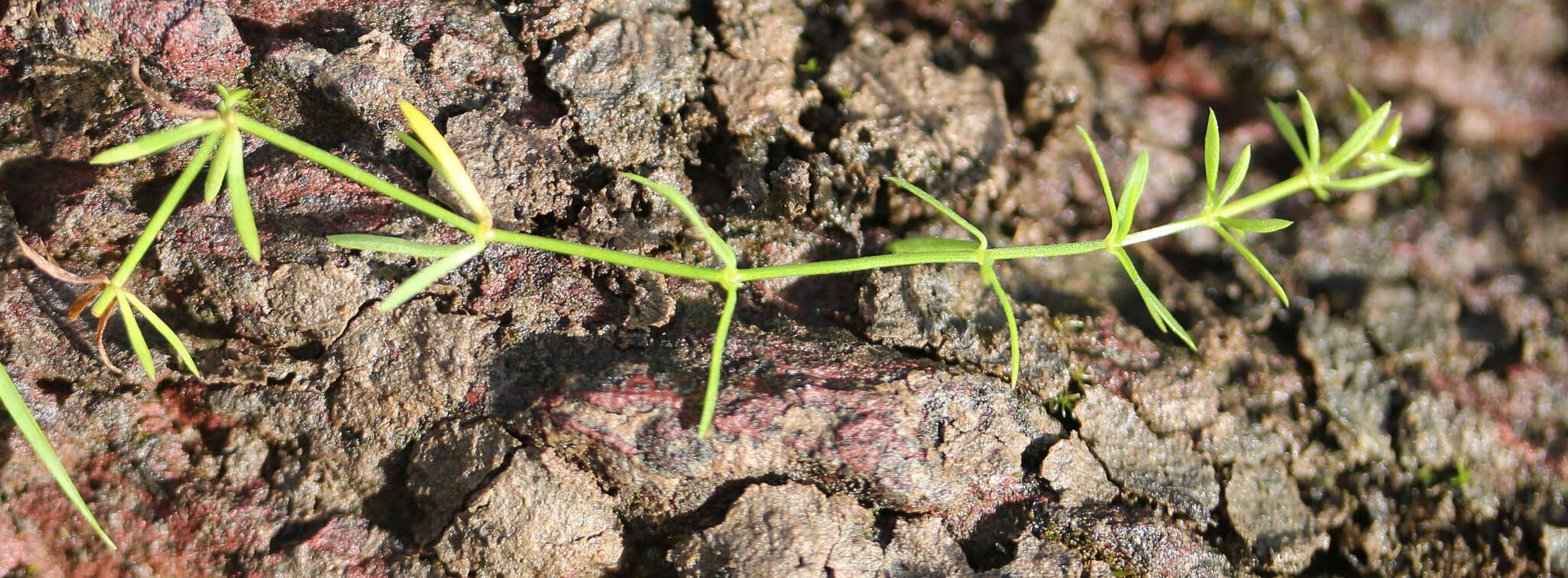 Imagem de Galium debile Desv.