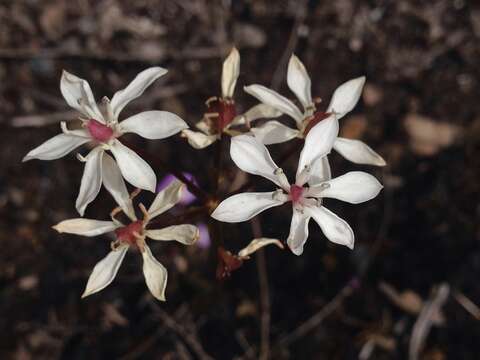 Image of Burchardia umbellata R. Br.