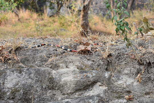 Image of Balsan Coral Snake