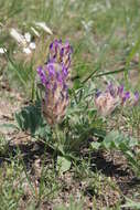 Plancia ëd Astragalus laguroides Pall.