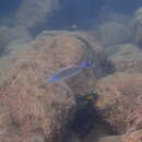 Image of Cyprichromis leptosoma (Boulenger 1898)