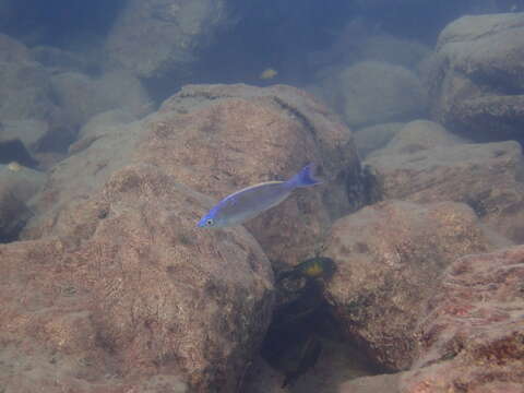 Image de Cyprichromis leptosoma (Boulenger 1898)