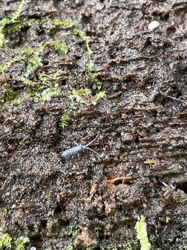 Image of Springtail