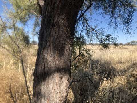 Image of bramble acacia