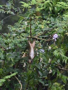 Image of Jungle Palm Squirrel