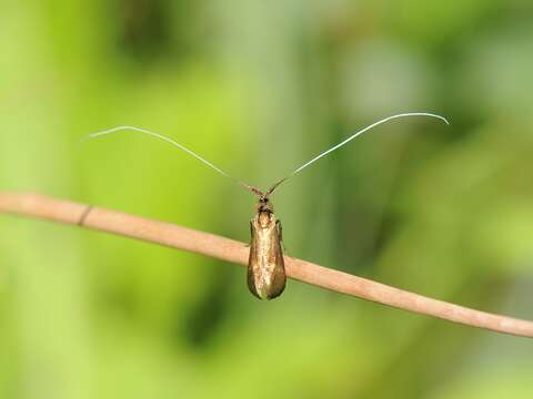 Image of Nemophora metallica