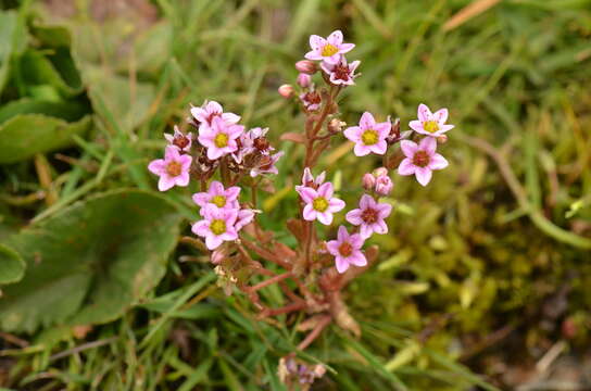 Image of hairy stonecrop