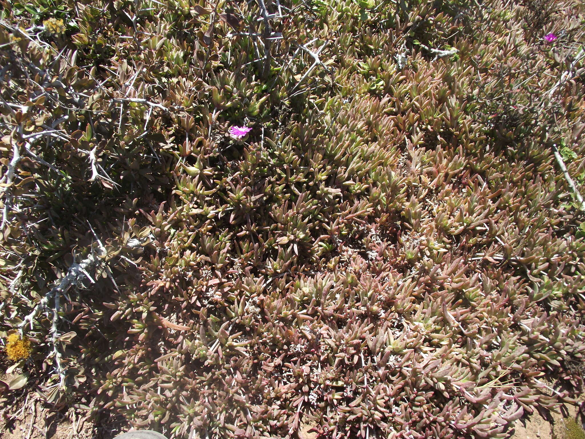 Image of Delosperma calycinum L. Bol.