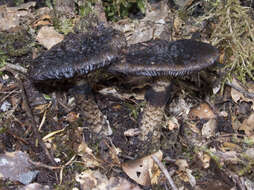 Image of Amanita nigrescens G. Stev. 1962