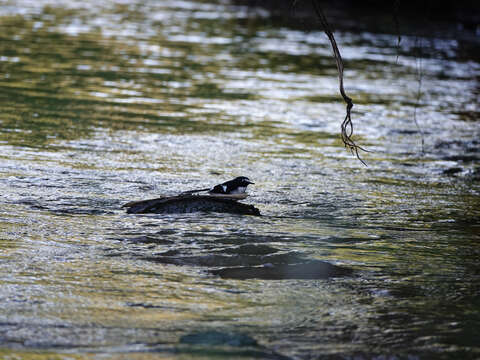 Image of Black-backed Forktail