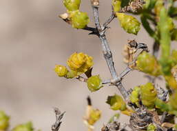 Sivun Tecticornia triandra (F. Müll.) K. A. Sheph. & Paul G. Wilson kuva