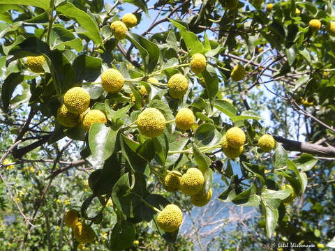 Image of Podanthus ovatifolius Lag.