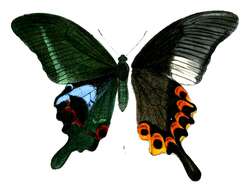 Image of Papilio arcturus Westwood 1842