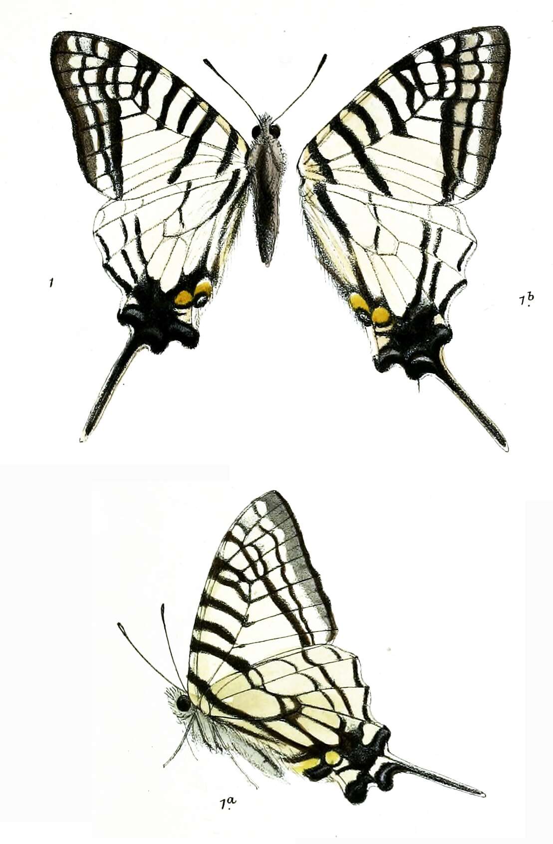 Sivun Graphium glycerion kuva