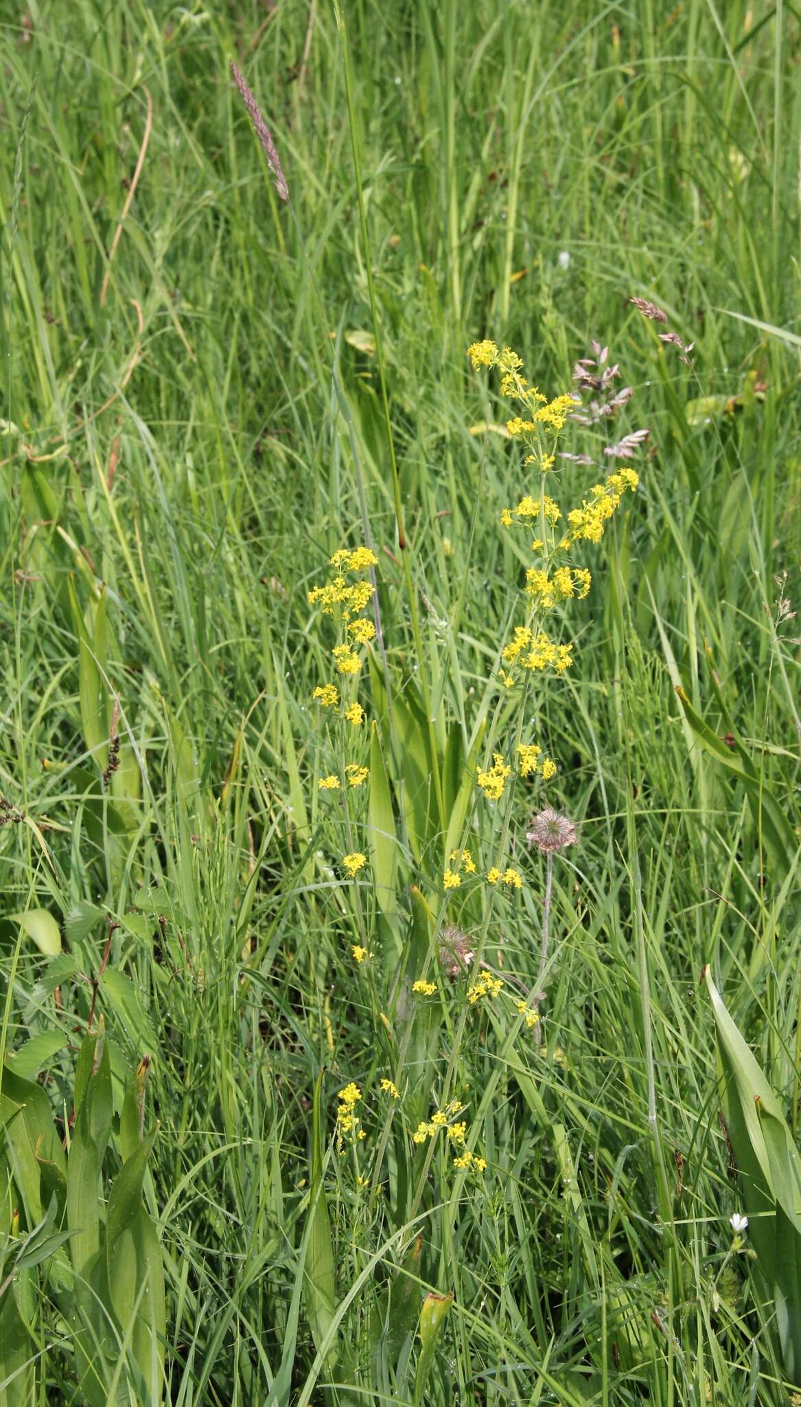 Image of Wirtgen's bedstraw