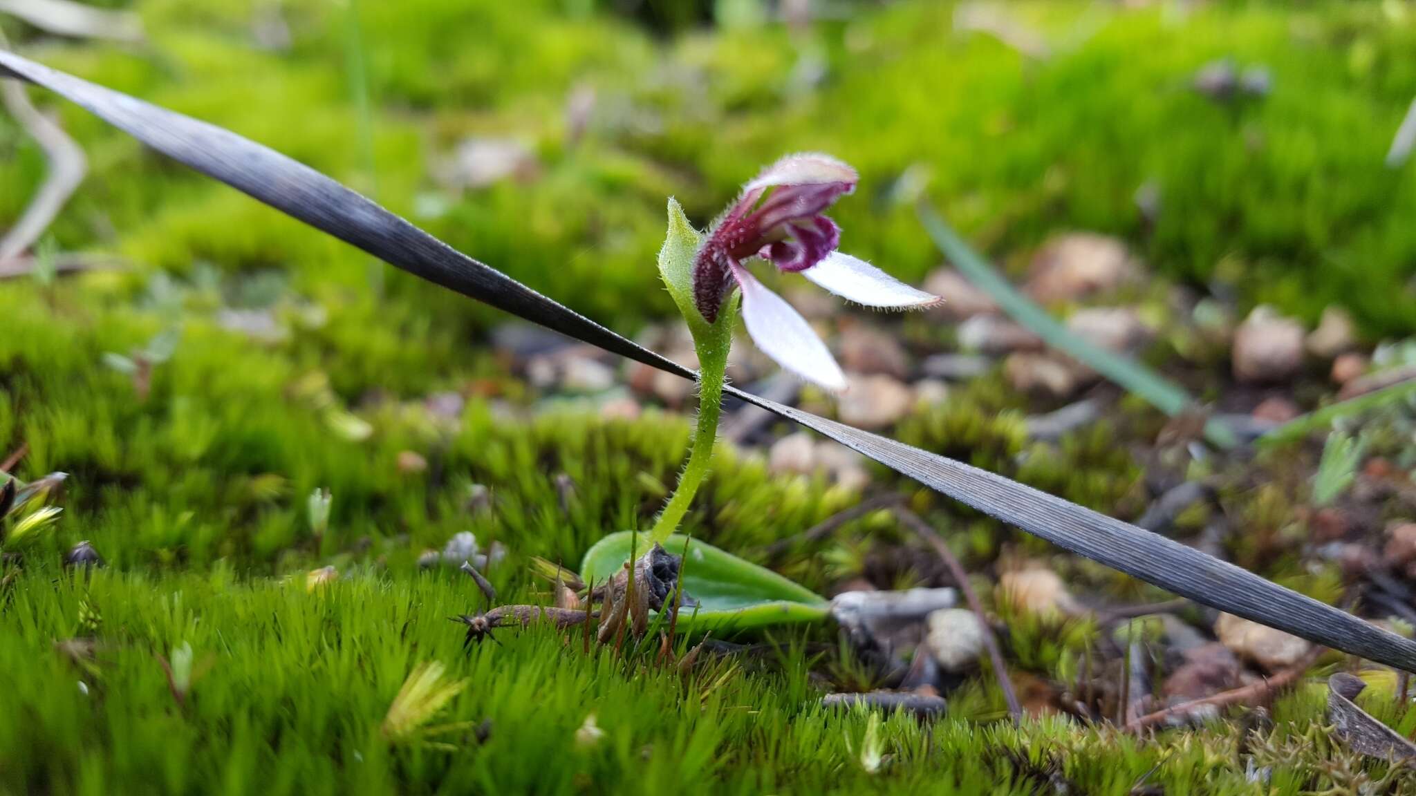 Eriochilus scaber Lindl.的圖片