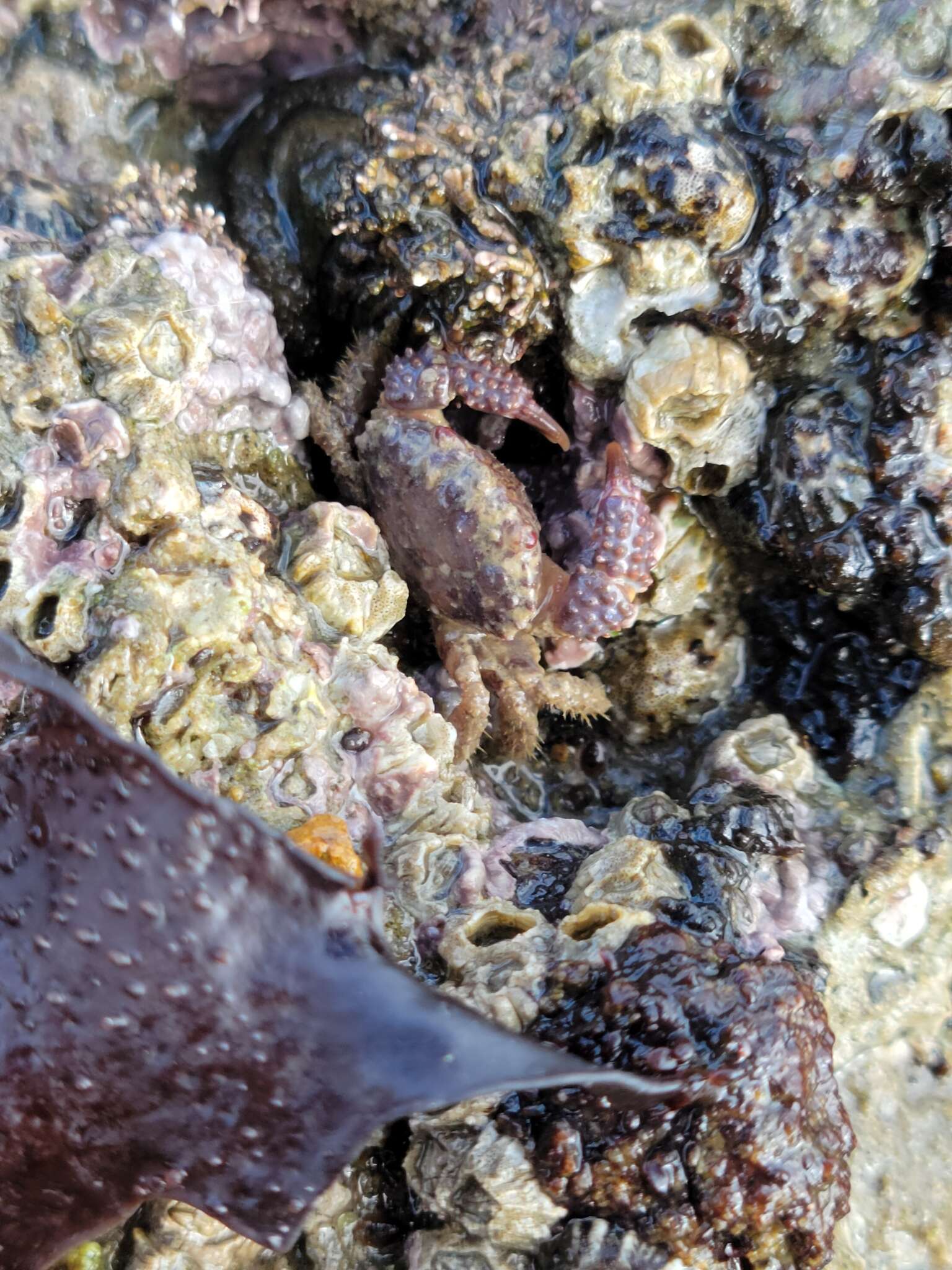 Image of lumpy rubble crab