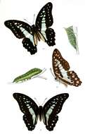 Graphium eurypylus (Linnaeus 1758) resmi