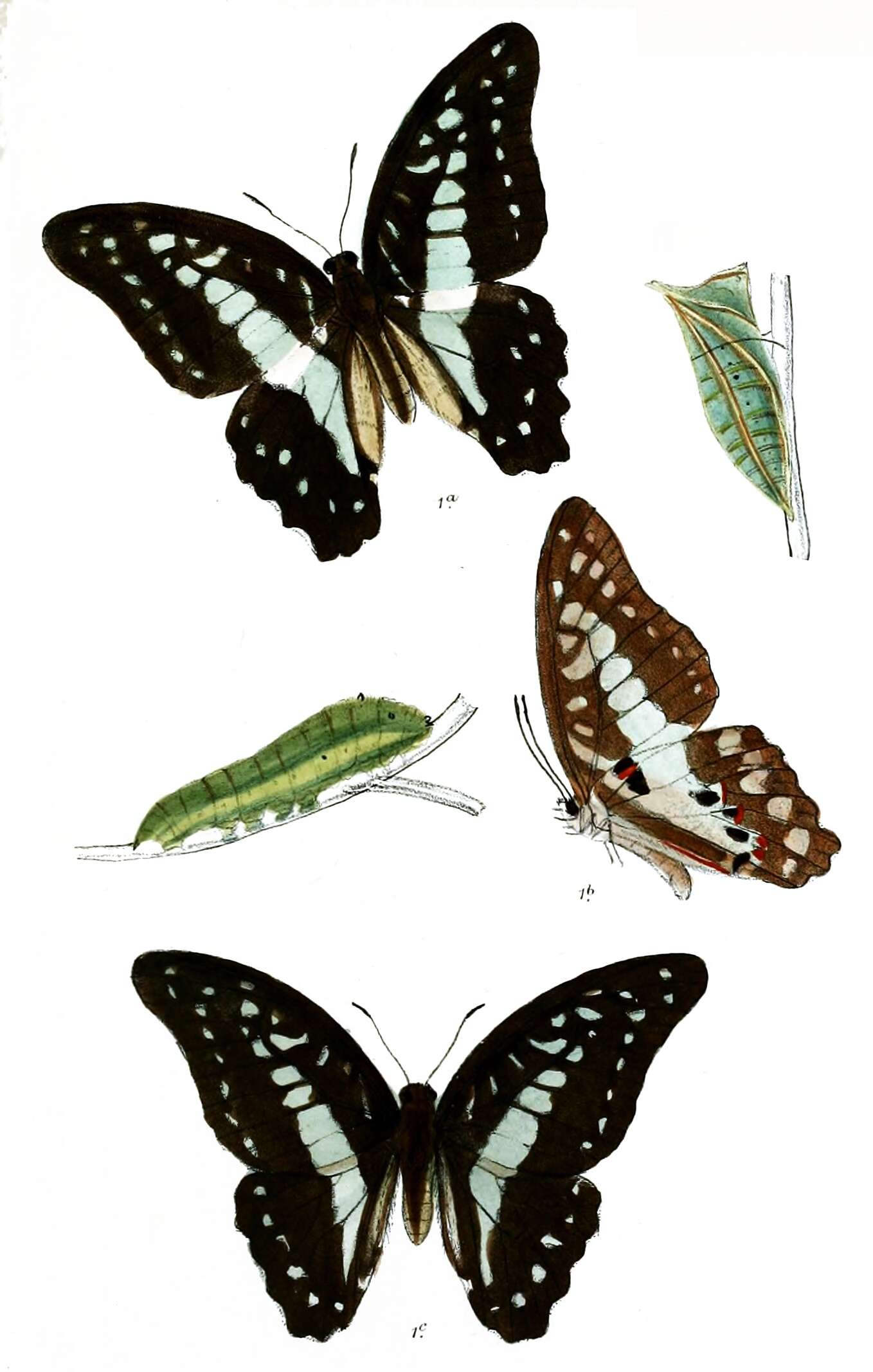 Graphium eurypylus (Linnaeus 1758) resmi