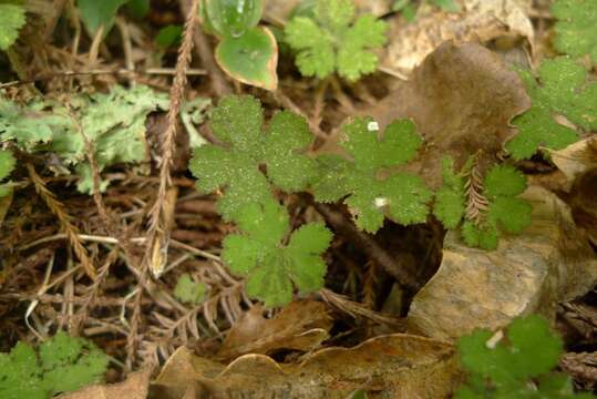 Hydrocotyle elongata A. Cunn. ex Hook. fil.的圖片