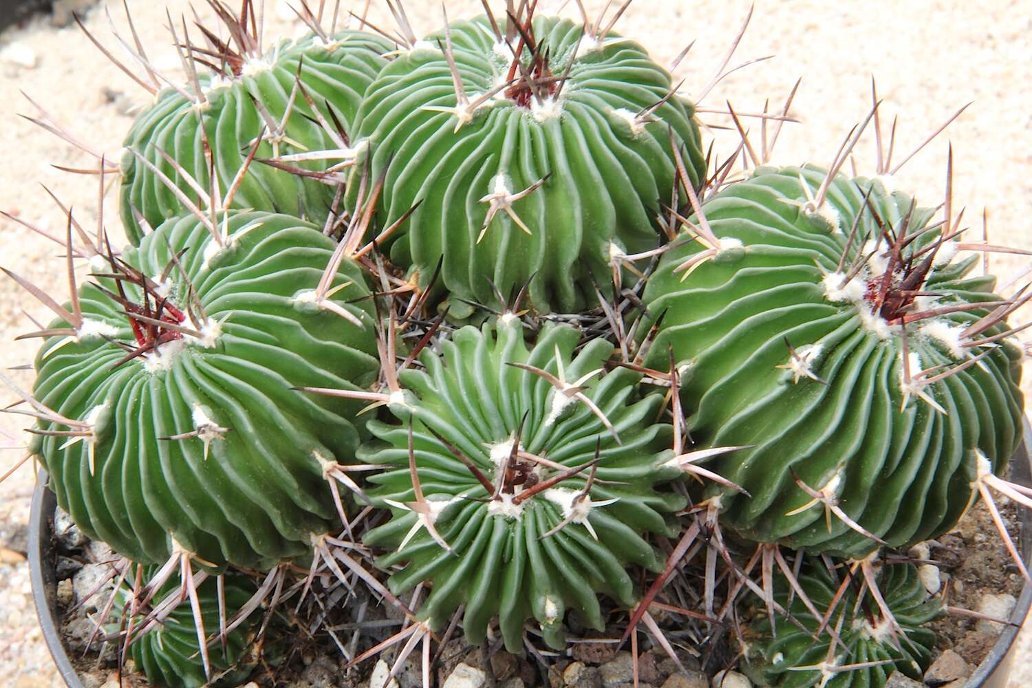 Image of Stenocactus multicostatus (Hildm.) A. Berger