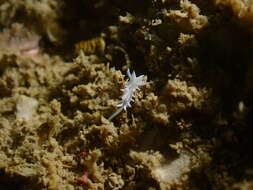 Image of Okenia japonica Baba 1949